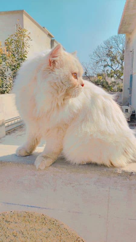 Persian male cat 4