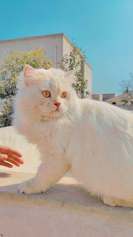 Persian male cat 5