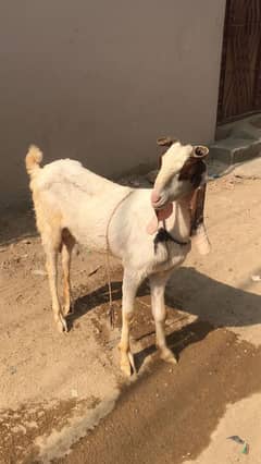 goat for sale