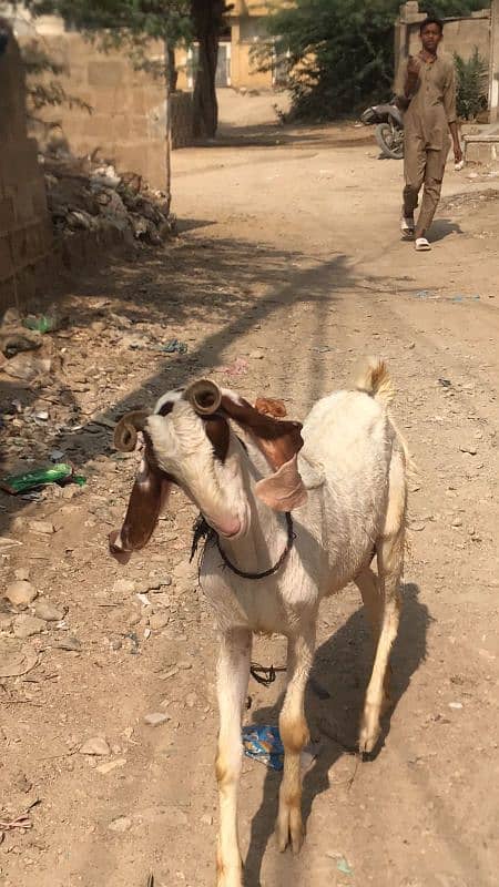 goat for sale 1