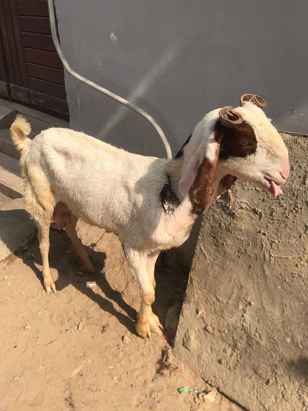 goat for sale 2