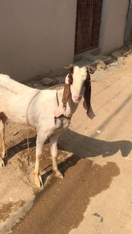 goat for sale 5