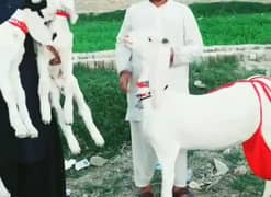 Rajan puri 2 bacche wali bakri for sale for. 03230976826