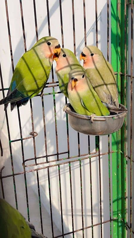 love birds rosi coil 0