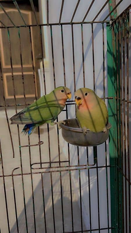 love birds rosi coil 1