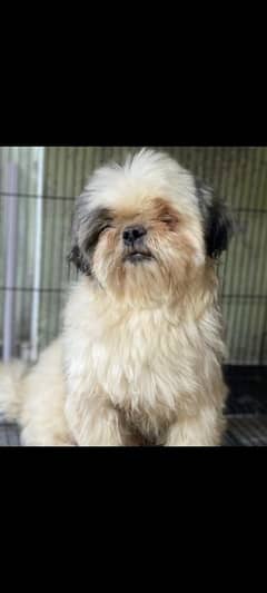 Pedigree shihtzu male looking for new home