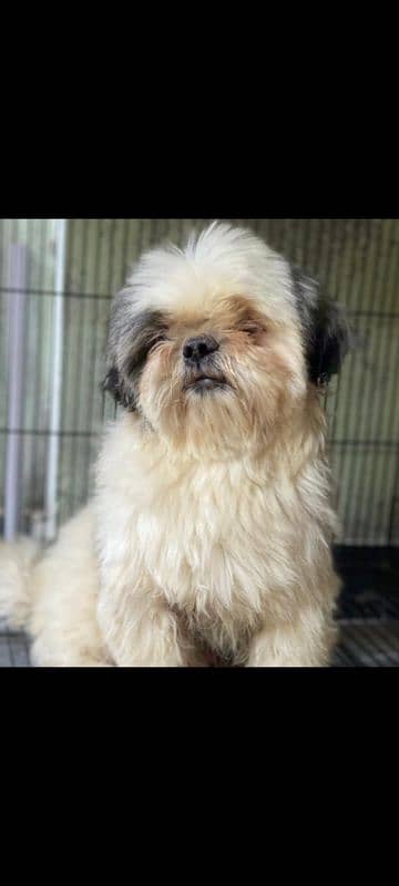 Pedigree shihtzu male looking for new home 1