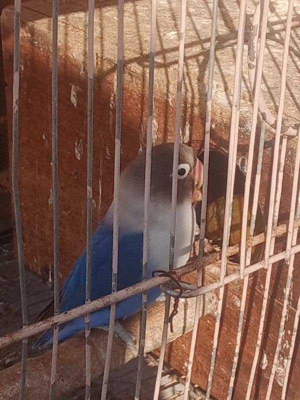 blue love bird, female loc gakhar 0