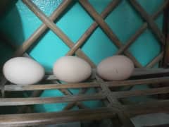 Heavy Buff Fertile Eggs Available