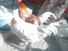 Want to sell 3 Chicken