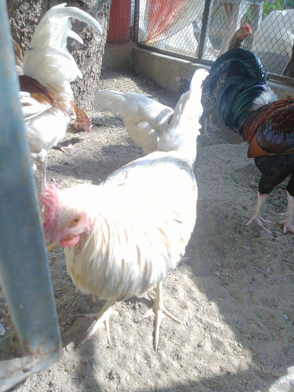 Want to sell 3 Chicken 1