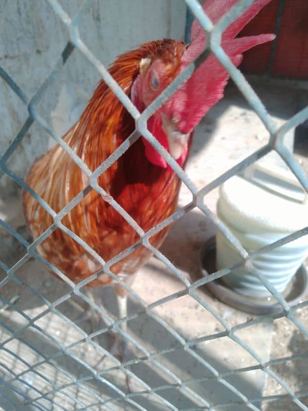 Want to sell 3 Chicken 2