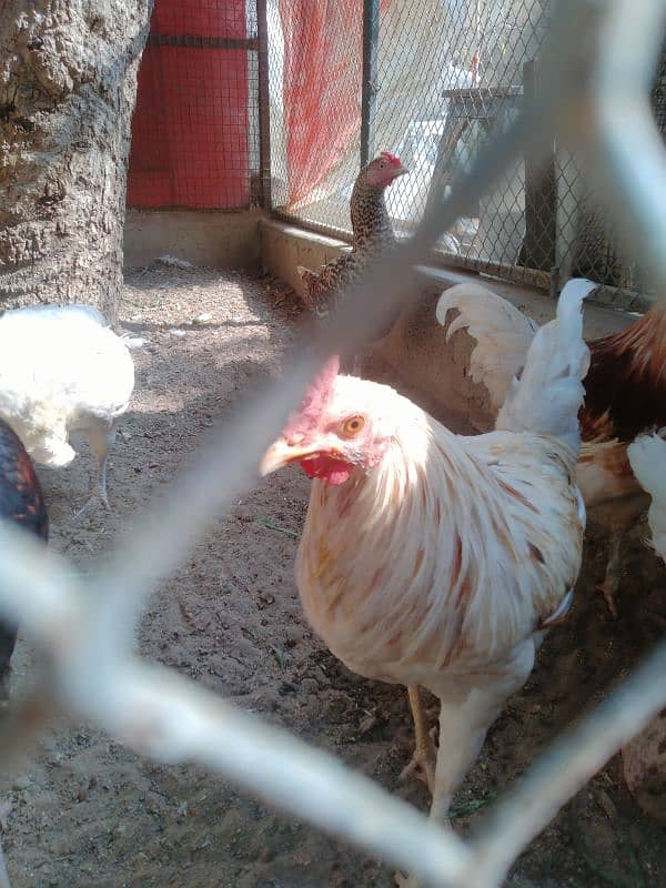 Want to sell 3 Chicken 3