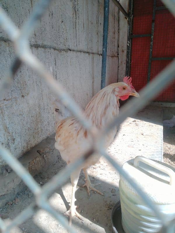 Want to sell 3 Chicken 4