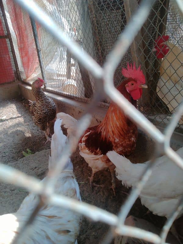 Want to sell 3 Chicken 5