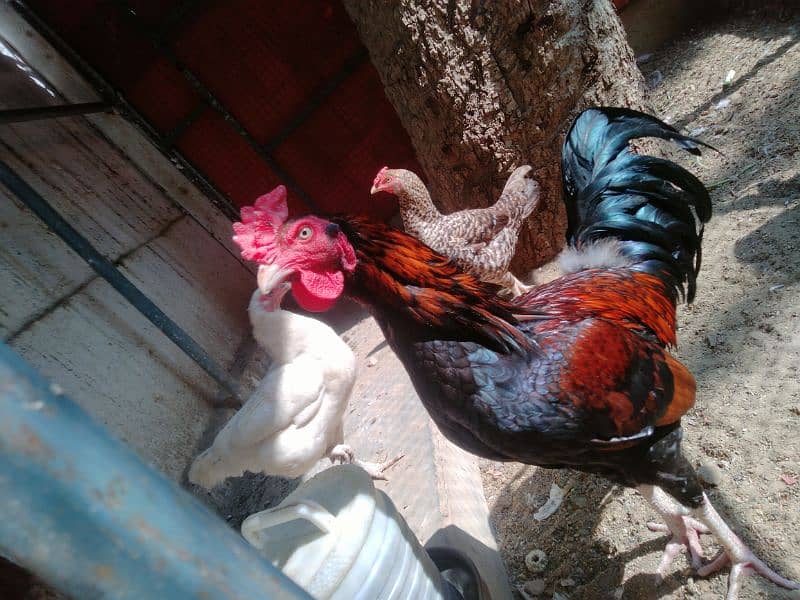 Want to sell 3 Chicken 6