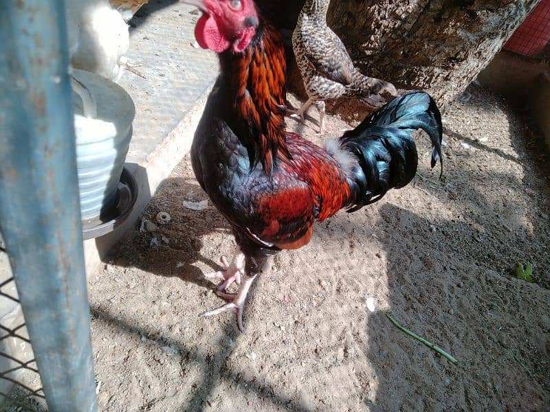 Want to sell 3 Chicken 8