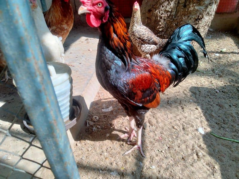 Want to sell 3 Chicken 9