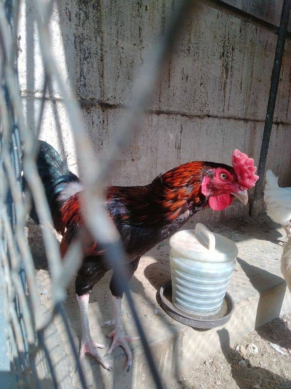 Want to sell 3 Chicken 10