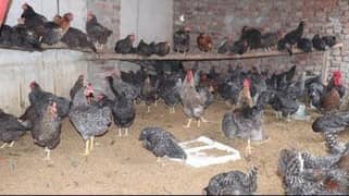 Plymouth Barred Hens