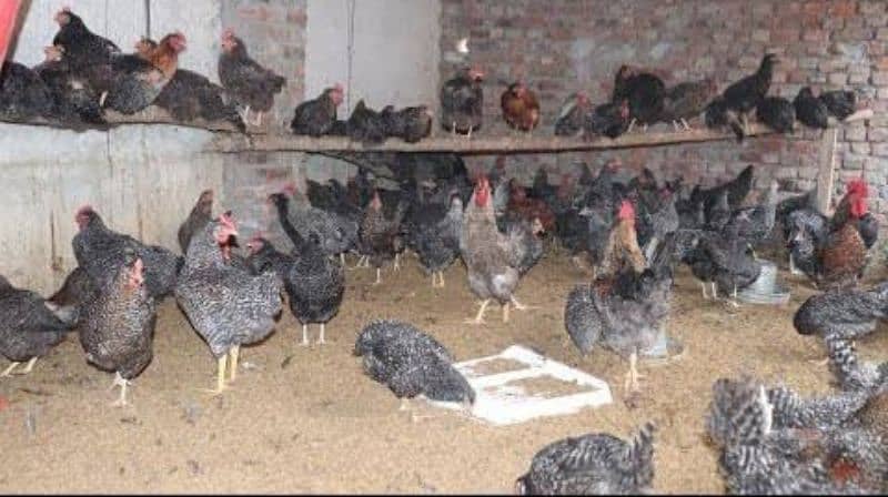 Plymouth Barred Hens 0