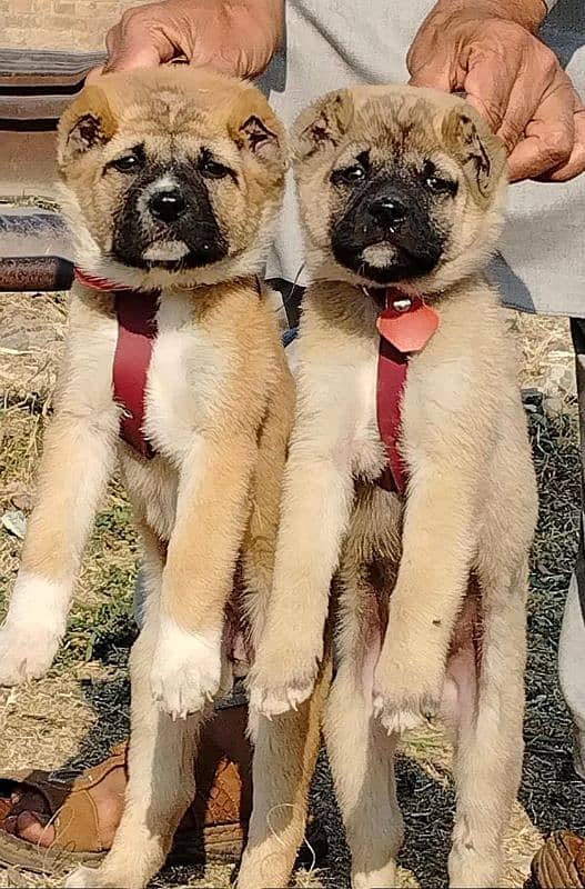 Afghan Kuchi Pair For Sale 0