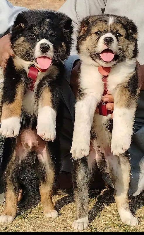 Afghan Kuchi Pair For Sale 1