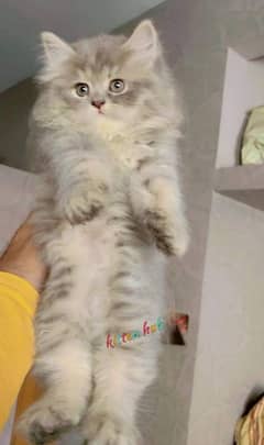 beautiful persian kittens in Lahore