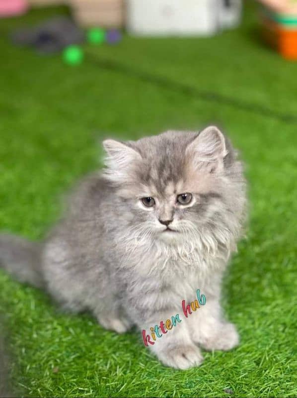 beautiful persian kittens in Lahore 4