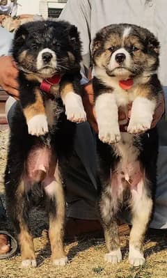 pure afghan Kochi Best security Dog pups available for sale