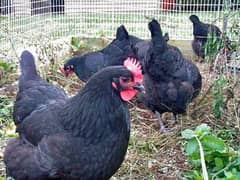 Egg laying Australorp Hens