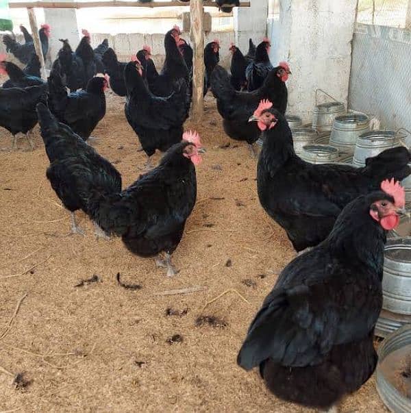 Egg laying Australorp Hens 1