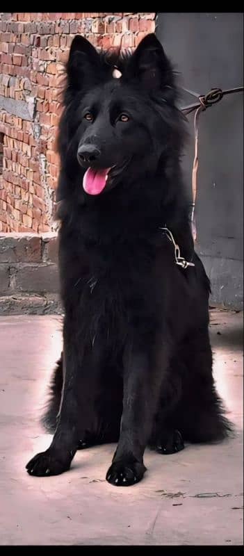 Black German shepherd long court female 0