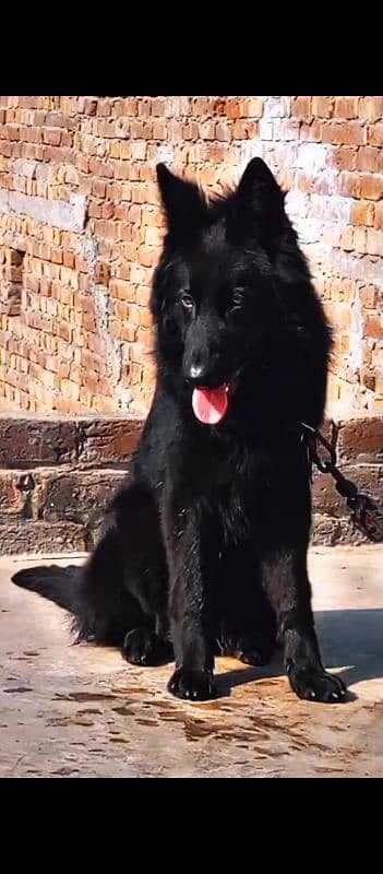 Black German shepherd long court female 1