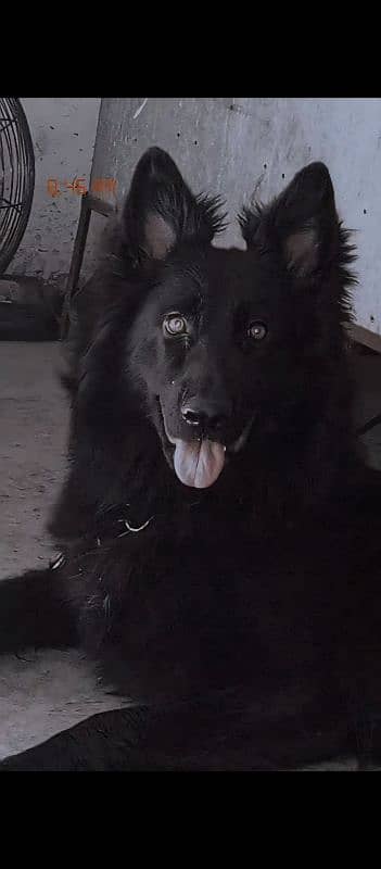 Black German shepherd long court female 2