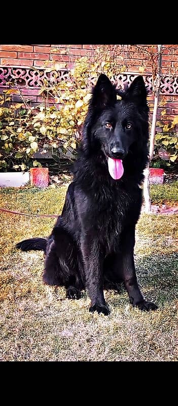 Black German shepherd long court female 3