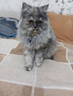 Persian cat female  age 6 to 7 month