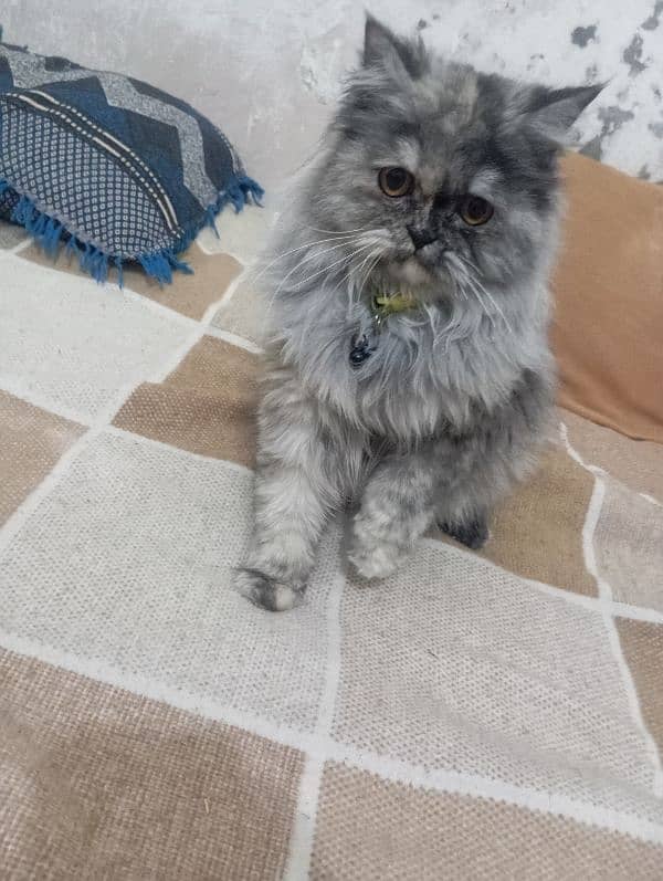 Persian cat female  age 6 to 7 month 1