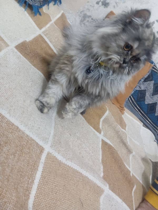 Persian cat female  age 6 to 7 month 2