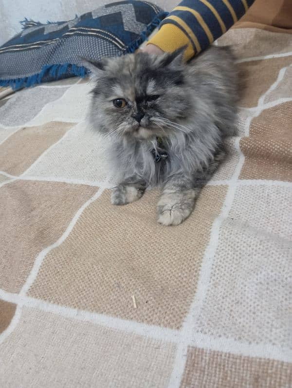 Persian cat female  age 6 to 7 month 3