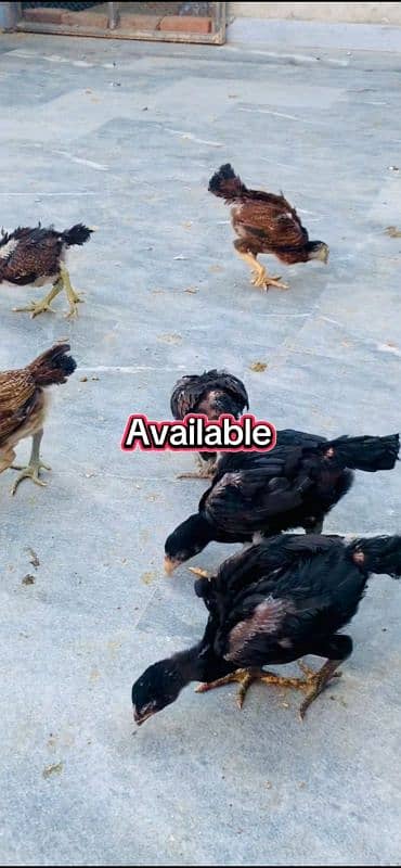 3000 per pice Burmi , pakoy chicks available 0