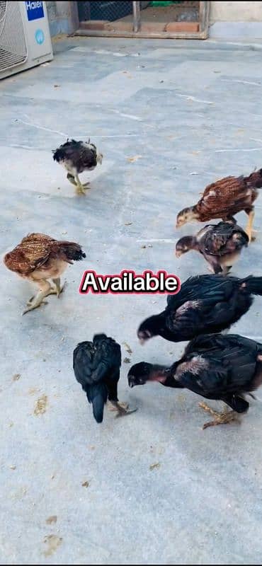 3000 per pice Burmi , pakoy chicks available 1