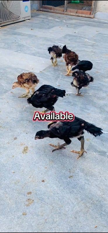 3000 per pice Burmi , pakoy chicks available 2