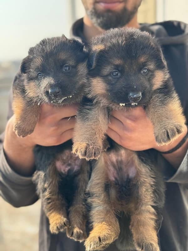 german shehperd HIGH quality pups 0