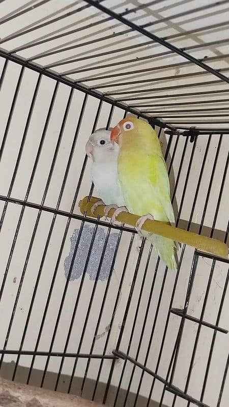 common Latino and creminoXalbino split breeder pair for sale 1