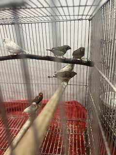 zebra finch 400