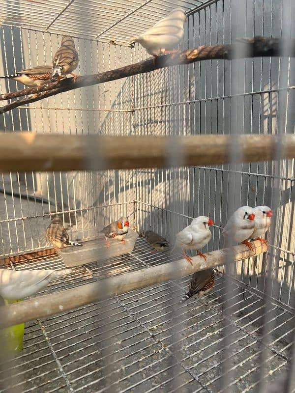 zebra finch 400 1