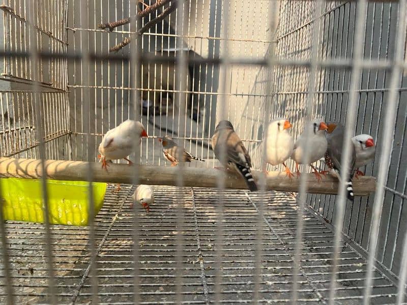 zebra finch 400 2