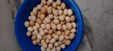 ghr k pure fertile desi eggs available hain 03034190298