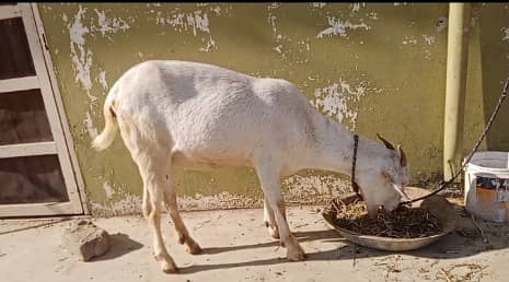 Bakri / bakra for sale 1